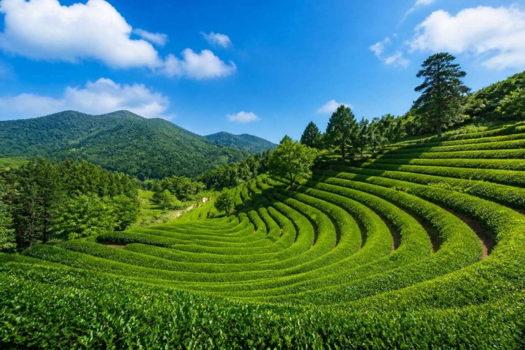 Plantation de thé en Corée du Sud : les plus beaux jardins à visiter