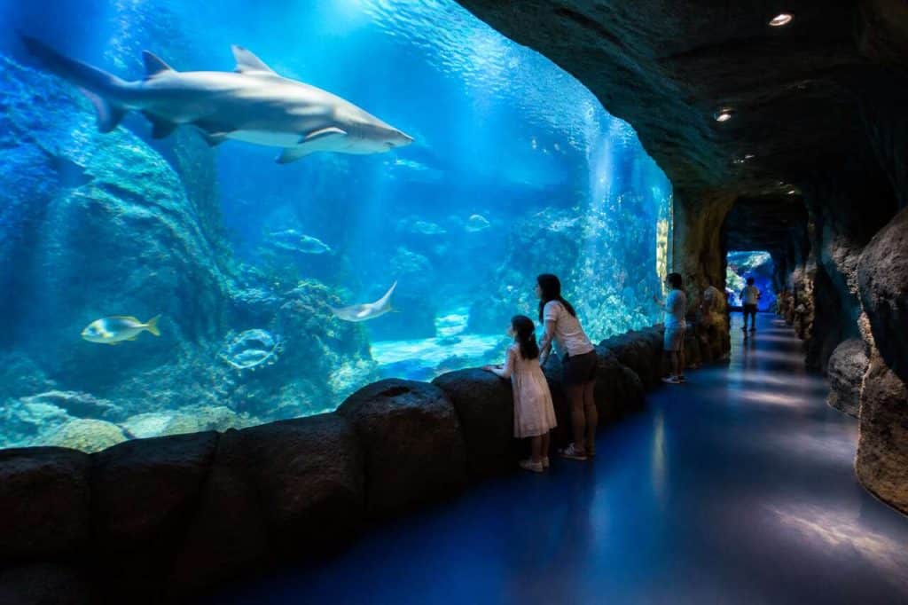 Sea Life Busan : découvrez l'aquarium incontournable de Busan